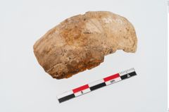Foto von Elfenbeinschwertknauf (NHMW-PRAE-024490a1)